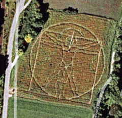 The Vitruvian Man
