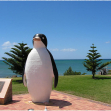 The big penguin, Tasmania
